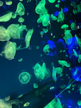 名古屋港水族館に投稿された画像（2023/8/12）