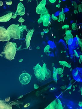 名古屋港水族館に投稿された画像（2023/8/12）