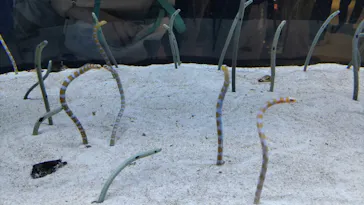 すみだ水族館に投稿された画像（2023/8/12）