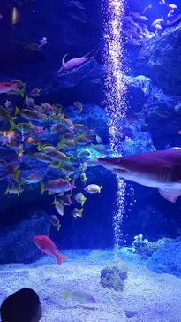 すみだ水族館に投稿された画像（2023/8/12）