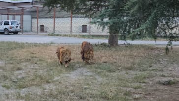 群馬サファリパークに投稿された画像（2023/8/12）