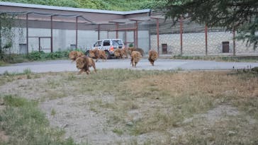 群馬サファリパークに投稿された画像（2023/8/12）