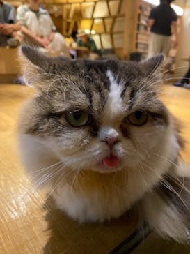 猫カフェモカ　新宿店に投稿された画像（2023/8/12）