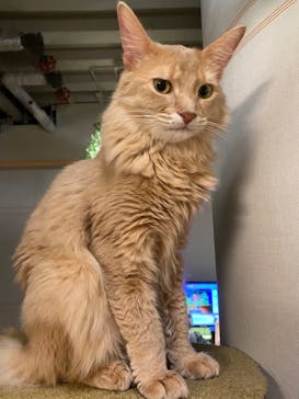 猫カフェモカ　新宿店に投稿された画像（2023/8/12）