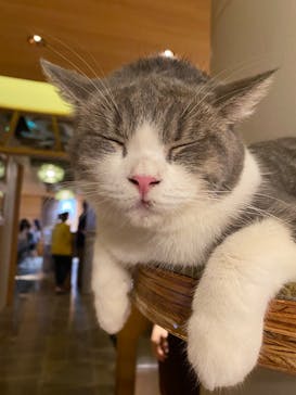 猫カフェモカ　新宿店に投稿された画像（2023/8/12）