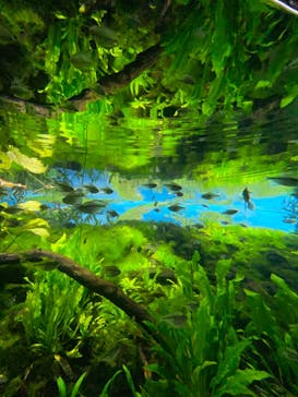 カワスイ 川崎⽔族館に投稿された画像（2023/8/12）