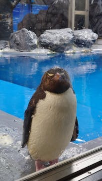 越前松島水族館に投稿された画像（2023/8/12）