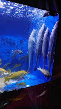 越前松島水族館に投稿された画像（2023/8/12）