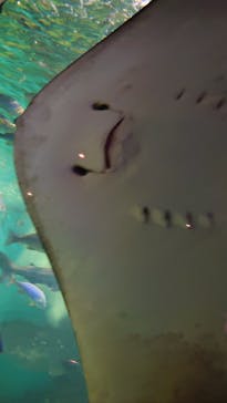 越前松島水族館に投稿された画像（2023/8/12）