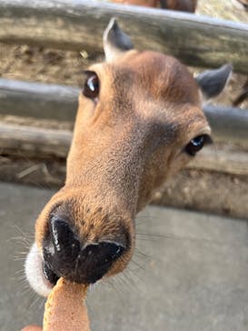 群馬サファリパークに投稿された画像（2023/8/12）
