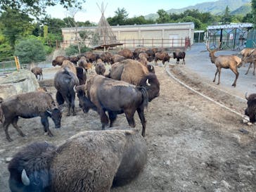 群馬サファリパークに投稿された画像（2023/8/12）