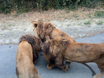 群馬サファリパークに投稿された画像（2023/8/12）