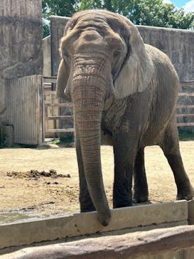 東武動物公園に投稿された画像（2023/8/12）