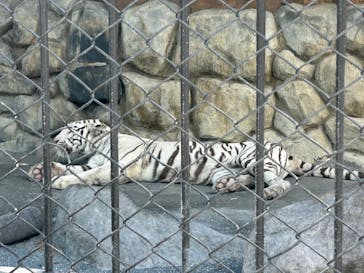 東武動物公園に投稿された画像（2023/8/12）