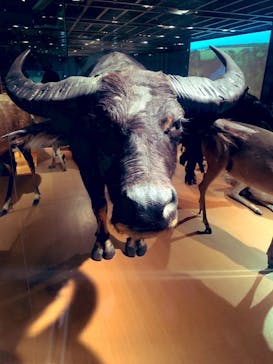 国立科学博物館に投稿された画像（2023/8/12）