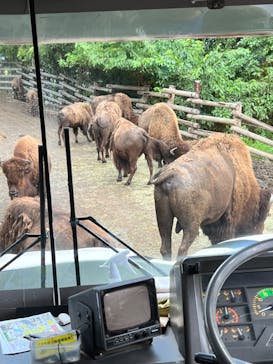 群馬サファリパークに投稿された画像（2023/8/12）