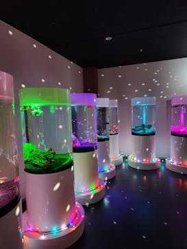 NARA KINGYO MUSEUMに投稿された画像（2023/8/12）