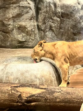 よこはま動物園ズーラシアに投稿された画像（2023/8/13）