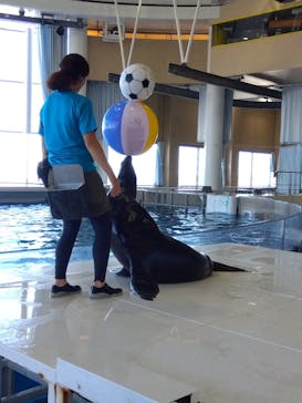 アクアワールド茨城県大洗水族館に投稿された画像（2023/8/13）