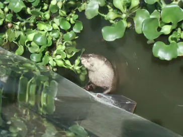 神戸どうぶつ王国に投稿された画像（2023/8/13）