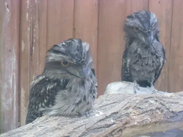 神戸どうぶつ王国に投稿された画像（2023/8/13）