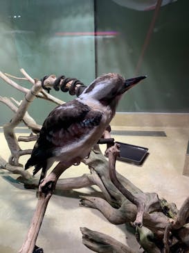 カワスイ 川崎⽔族館に投稿された画像（2023/8/13）