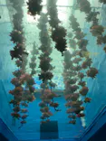 仙台うみの杜水族館に投稿された画像（2023/8/13）