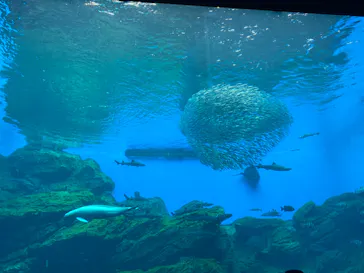 仙台うみの杜水族館に投稿された画像（2023/8/13）