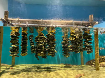仙台うみの杜水族館に投稿された画像（2023/8/13）