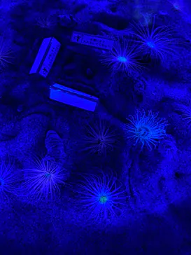 仙台うみの杜水族館に投稿された画像（2023/8/13）