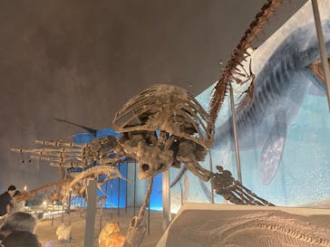 福井県立恐竜博物館に投稿された画像（2023/8/13）