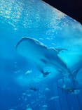 沖縄美ら海水族館に投稿された画像（2023/8/13）