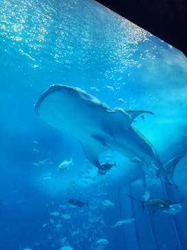 沖縄美ら海水族館に投稿された画像（2023/8/13）