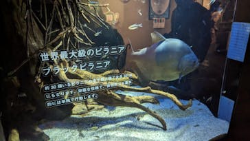 カワスイ 川崎⽔族館に投稿された画像（2023/8/13）