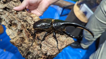 カワスイ 川崎⽔族館に投稿された画像（2023/8/13）