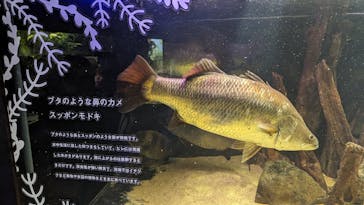 カワスイ 川崎⽔族館に投稿された画像（2023/8/13）