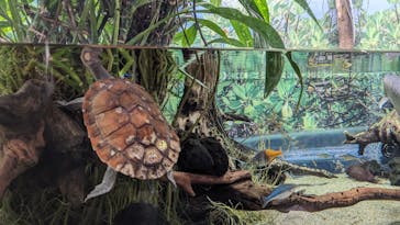 カワスイ 川崎⽔族館に投稿された画像（2023/8/13）