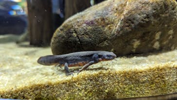 カワスイ 川崎⽔族館に投稿された画像（2023/8/13）