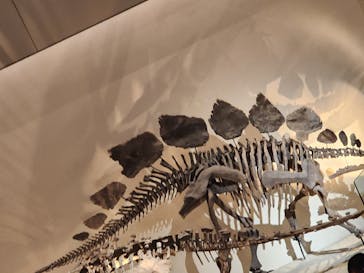 国立科学博物館に投稿された画像（2023/8/13）