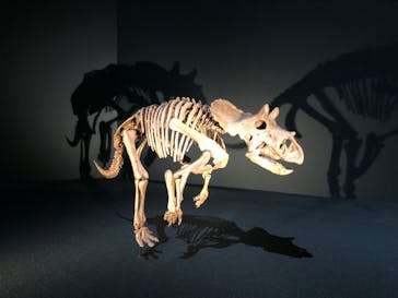 DinoScience 恐竜科学博 2023@TOKYO MIDTOWNに投稿された画像（2023/8/13）