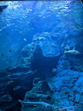 大分マリーンパレス水族館 「うみたまご」に投稿された画像（2023/8/13）