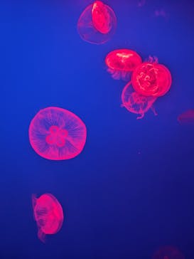 大分マリーンパレス水族館 「うみたまご」に投稿された画像（2023/8/13）