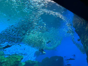 仙台うみの杜水族館に投稿された画像（2023/8/13）