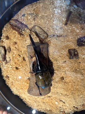 昆虫最強王図鑑展に投稿された画像（2023/8/13）