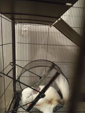 Moff animal cafe イオンモール幕張新都心店に投稿された画像（2023/8/13）