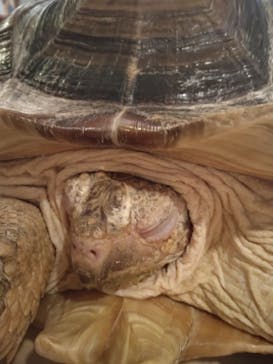 Moff animal cafe イオンモール幕張新都心店に投稿された画像（2023/8/13）