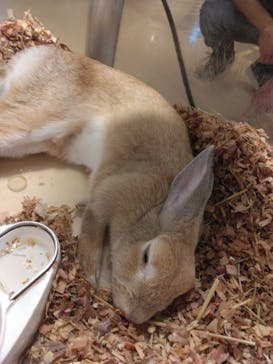 Moff animal cafe イオンモール幕張新都心店に投稿された画像（2023/8/13）