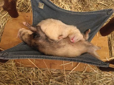 Moff animal cafe イオンモール幕張新都心店に投稿された画像（2023/8/13）