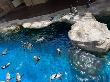 アクアワールド茨城県大洗水族館に投稿された画像（2023/8/13）