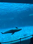名古屋港水族館に投稿された画像（2023/8/13）
